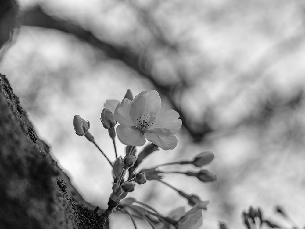 ライカで撮った桜のモノクロ写真
