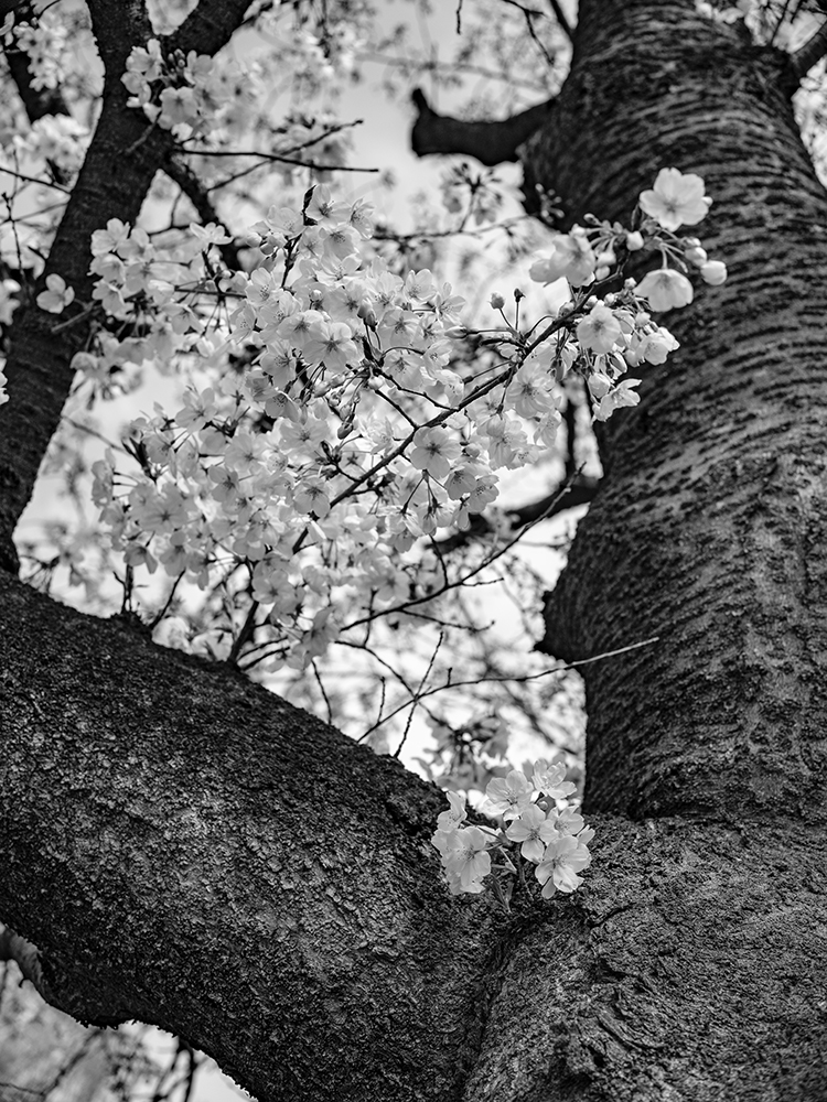 ライカで撮った桜のモノクロ写真