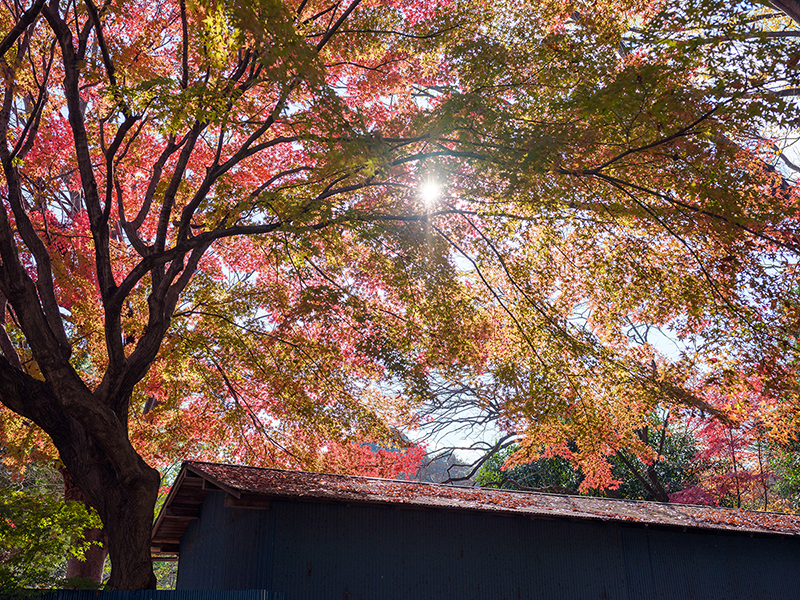 FUJIFILMのGFX50Rで撮影した三宝寺池の写真