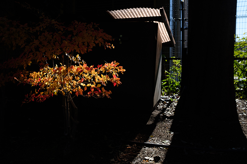 FUJIFILMのX100Fで撮影した哲学堂の昼下がり