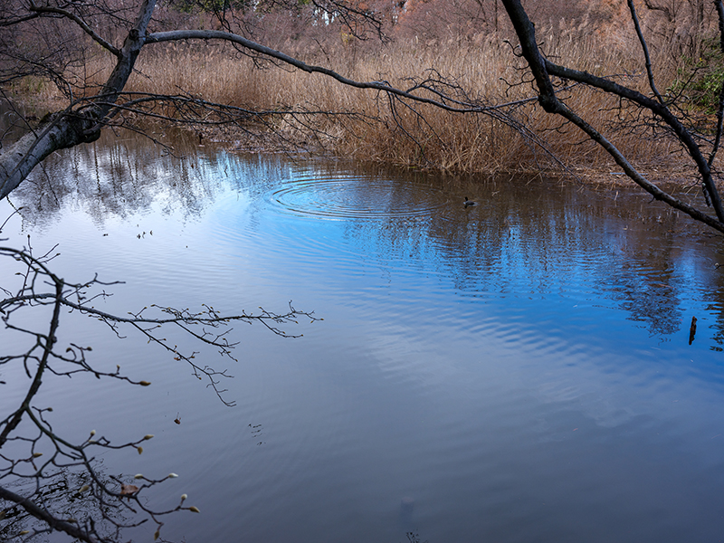 FUJIFILMのGFX50Rで撮影した新春の三宝寺池