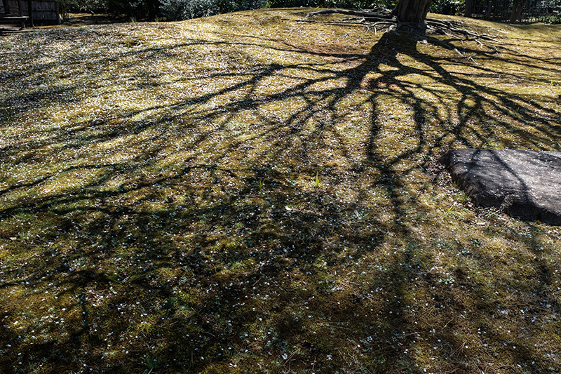 X100Fで撮影した六義園の写真