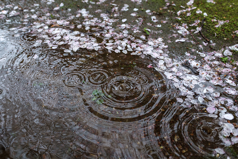 X100Fで撮影した雑司ヶ谷の桜の写真