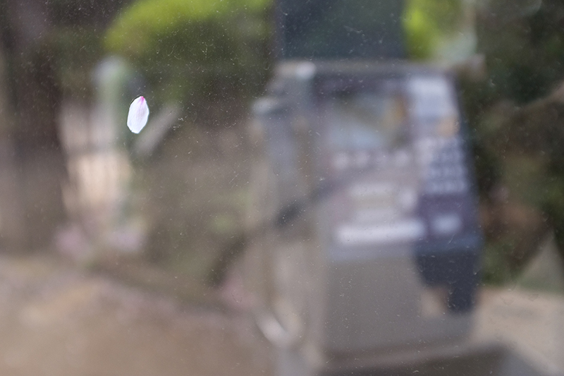 X100Fで撮影した哲学堂の桜の花びらの写真