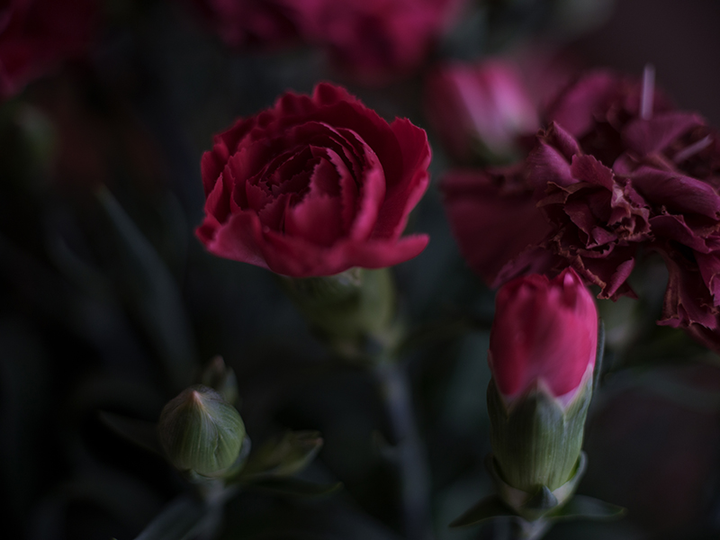 ライカのオールドレンズで撮った写真