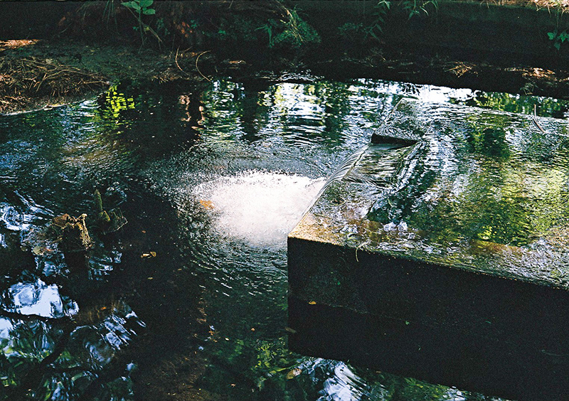 ライカM3で撮った三宝寺池の写真