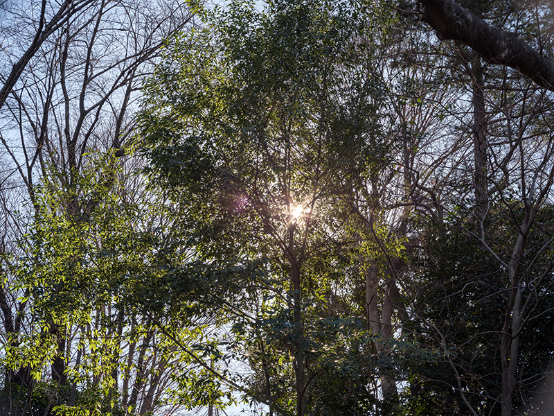 富士フイルムのGFX50Rで撮った三宝寺池の写真