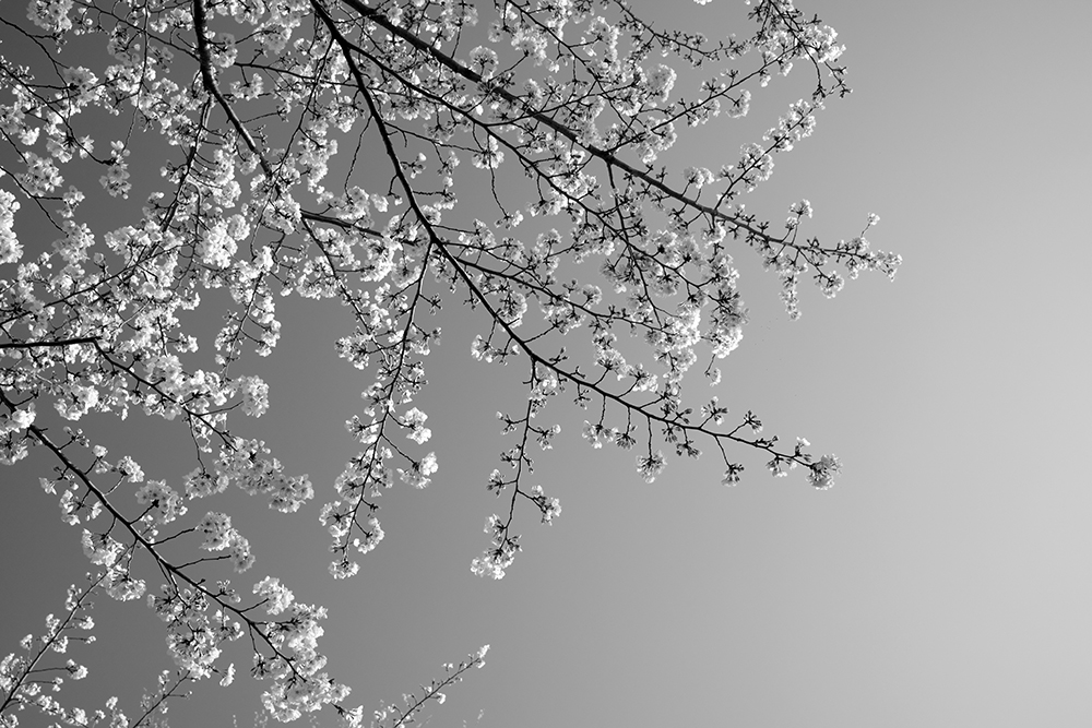X100VIで撮ったGranaryscoffeeの写真