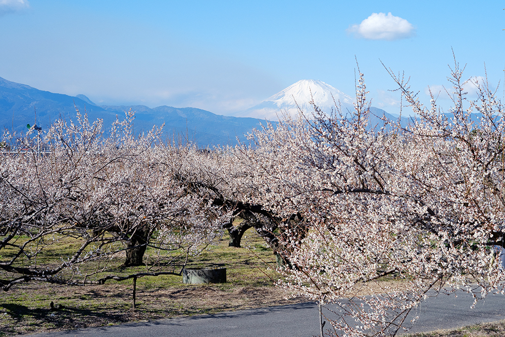 ズミクロン50mmで撮った曽我梅林の写真