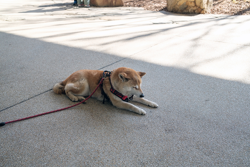 X100VIで撮った犬の写真